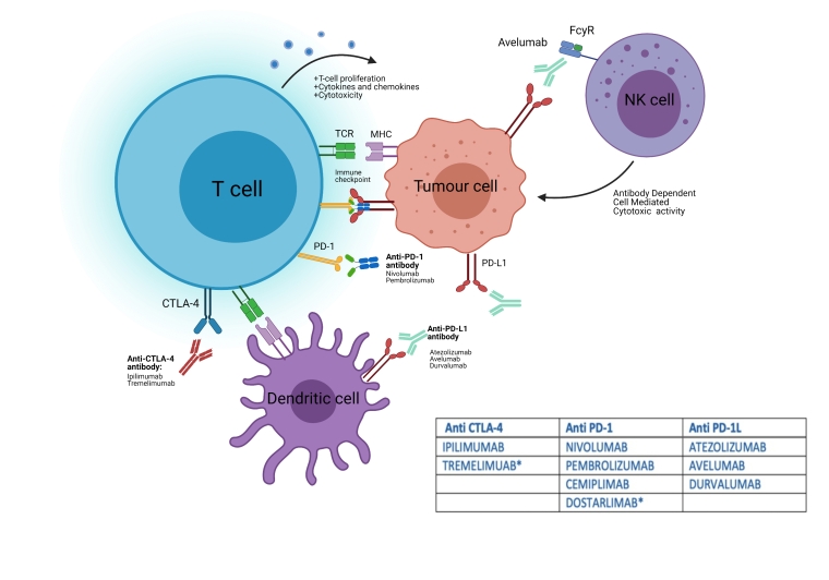 Cardiovascular Complications Of Immune Checkpoint Inhibitors, TILs And ...